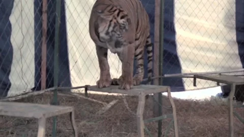 Tigers performing with ringmaster at circus Stock Footage 260257089