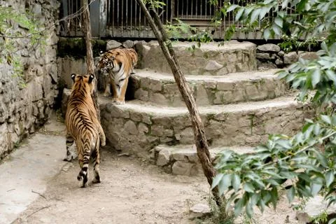 Tigers Photos