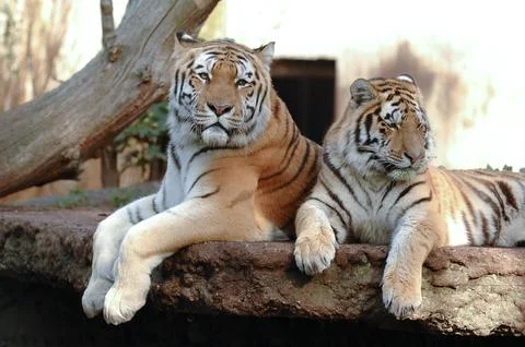 Tigers Stock Photos