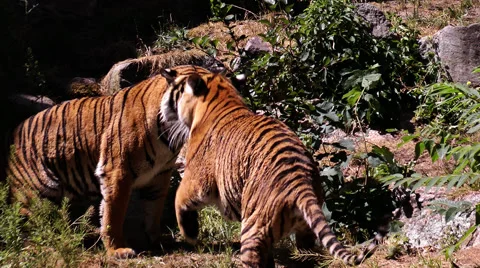 Tigers play fight Video stock 56630116