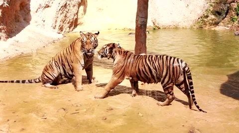 Tigers play water Vídeo Stock 49268928