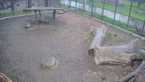 Tigers play while it rains Video stock 152832828