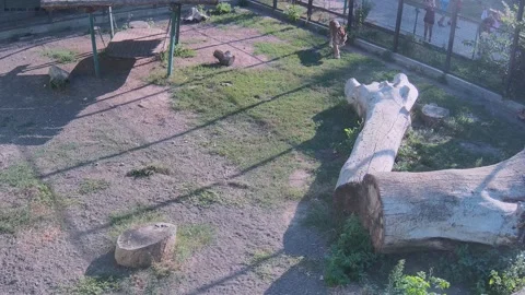 Tigers playfully catch up with each other and bite Stock Footage 159220376