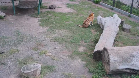 Tigers playfully fight right on camera Stock Footage 160419797