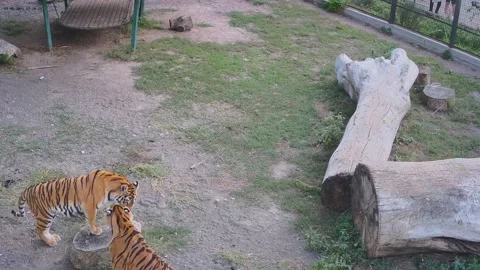 Tigers playfully fighting right on camera Stock Footage 160419811