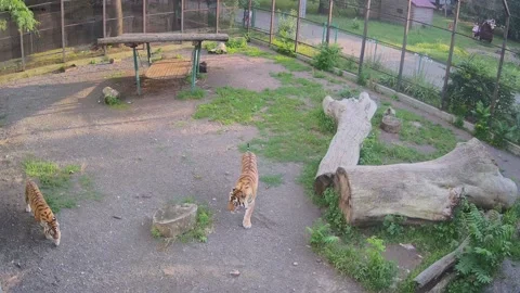 Tigers playfully walk one after another Stock Footage 156074935