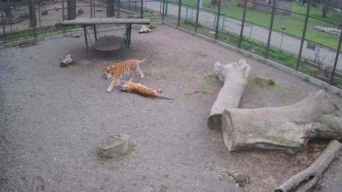 Tigers playing with each other Stock Footage 152766715
