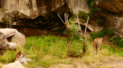Tigers Relaxing in the Grass Видео 56594042