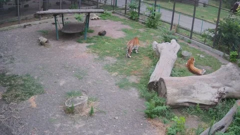 Tigers rest on the lawn while the sun hides Stock Footage 157587666