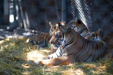 Tigers in the rest Stock Photos