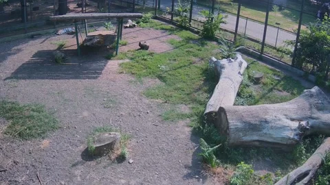 Tigers rest in the shade Stock Footage 157432701