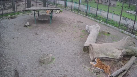 Tigers resting on the cage Stock Footage 152766705