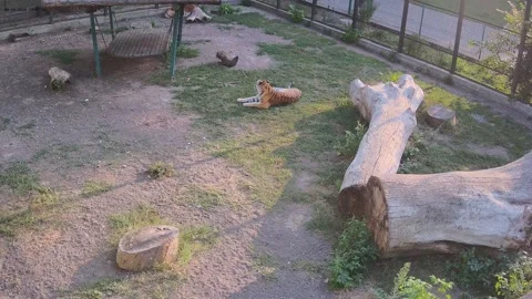 Tigers resting in a cage at sunset Stock Footage 159962007