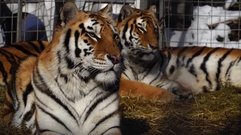 Tigers resting on the ground. 4К Stock Footage 86256126