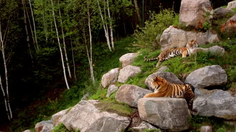 Tigers resting on rocks Stock Footage 67387290