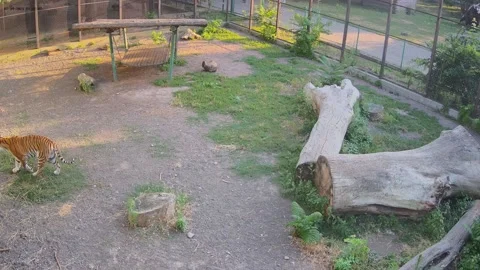 Tigers roam the cage at sunset Stock Footage 157432726