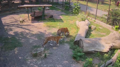 Tigers roam one after another and eat grass Video stock 157587676
