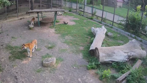 Tigers roam one after another in the cage Video stock 158609479