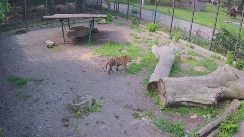 Tigers running to each other Stock Footage 155287970