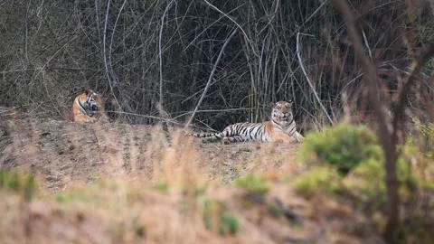 Tigers sitting together on the edge of the dense jungle of Panna national Stock Footage 311575395