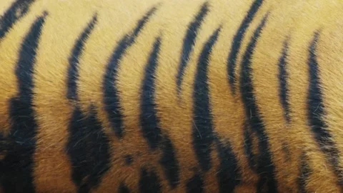 Tiger's skin, close-up Stock Footage 94567476