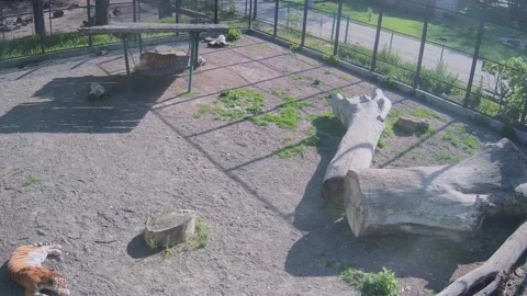 Tigers sleep in different corners of the enclosure Stock Footage 154241835