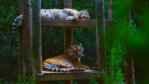 Tigers sleeping the day away Stock Footage 107642449