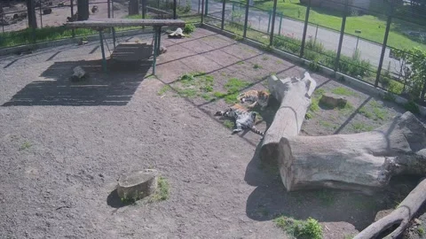 Tigers take sun baths on the grass Stock Footage 154241844