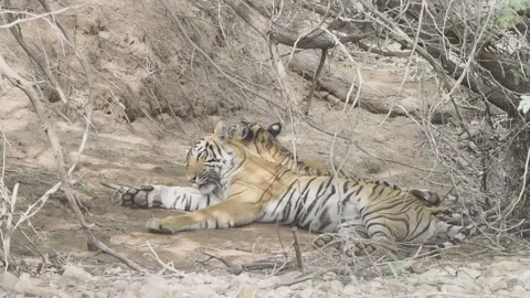 Tigers taking sun bath Stock Footage 204036922