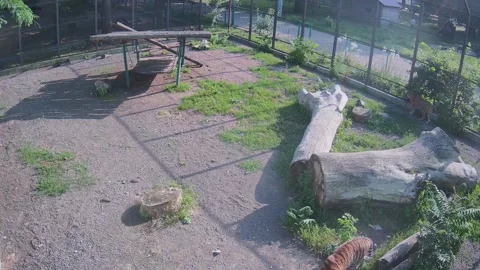 Tigers typically roam the cage Stock Footage 156186553