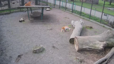 Tigers waiting for the dinner Stock Footage 152633866