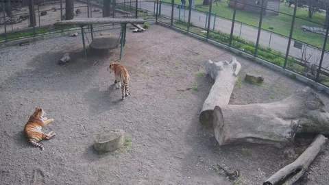 Tigers waiting for meat Stock Footage 152766674