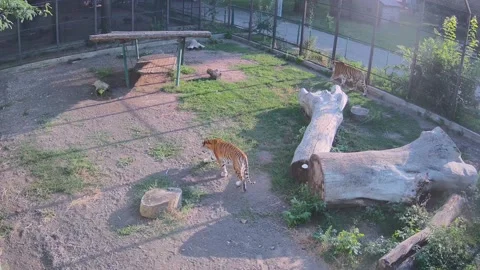 Tigers walk in a cage in sync Stock Footage 158359418