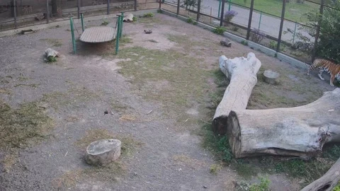 Tigers walk in a cage in sync Stock Footage 163356282