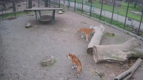 Tigers walking around cage Stock Footage 152766742