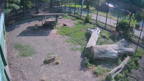 Tigers walking around the cage Video stock 157157732
