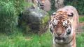 Tigers walking relaxed between ruins towards camera at a rainy day HD Footage