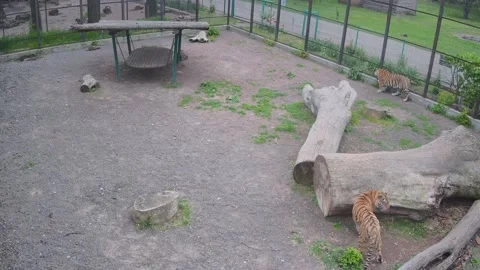 Tigers watching a bird from the aviary Stock Footage 154047978