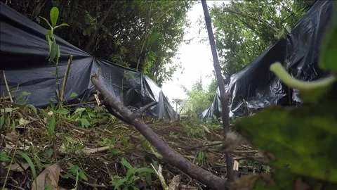 Tigers Ways to The Jungles Back After Conflict With Villagers Stock Footage 166485123