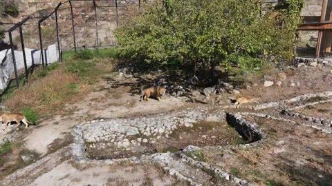 Tigers at the zoo 3 Stock-Footage 330781906