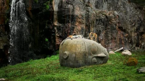 Tigers at zoo Stock Footage 11890269