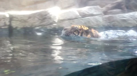 Tigers3 1 Stock Footage 7756419