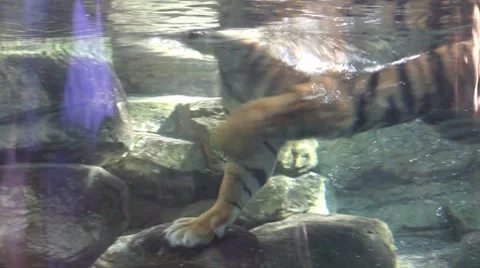 Tigers4 1 Stock Footage 7756428