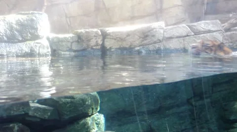 Tigers5 1 Stock Footage 7756441