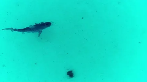 Tigershark Stock Footage 198871042