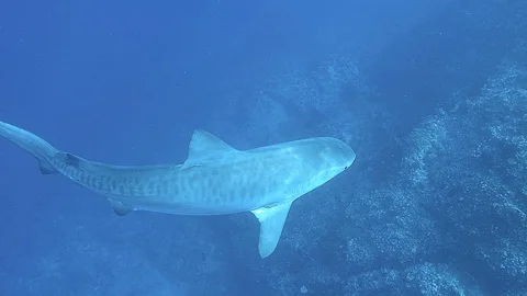 A Tigershark Swims Close 스톡 동영상 128758819