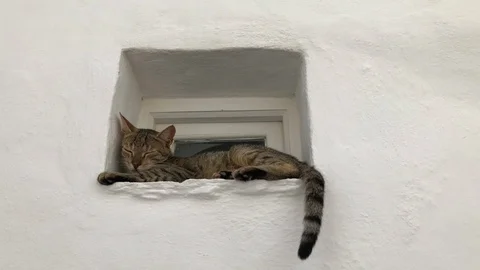A tigerskin cat on a window in a white stone house. Stock-Footage 127319503