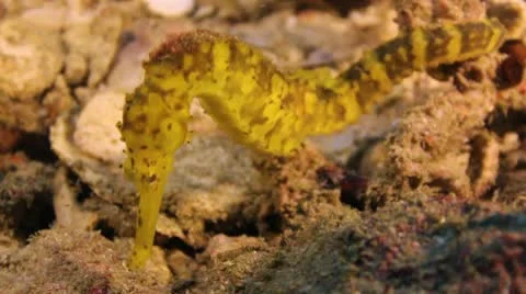 Tigertail seahorse Stock Footage 10756726
