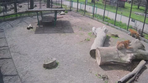 Tiget hunting on the bird while another laying on the tree Stock Footage 152832350