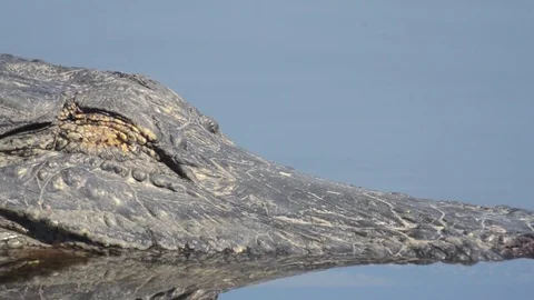 Tight of Allidator head Stock Footage 80678894